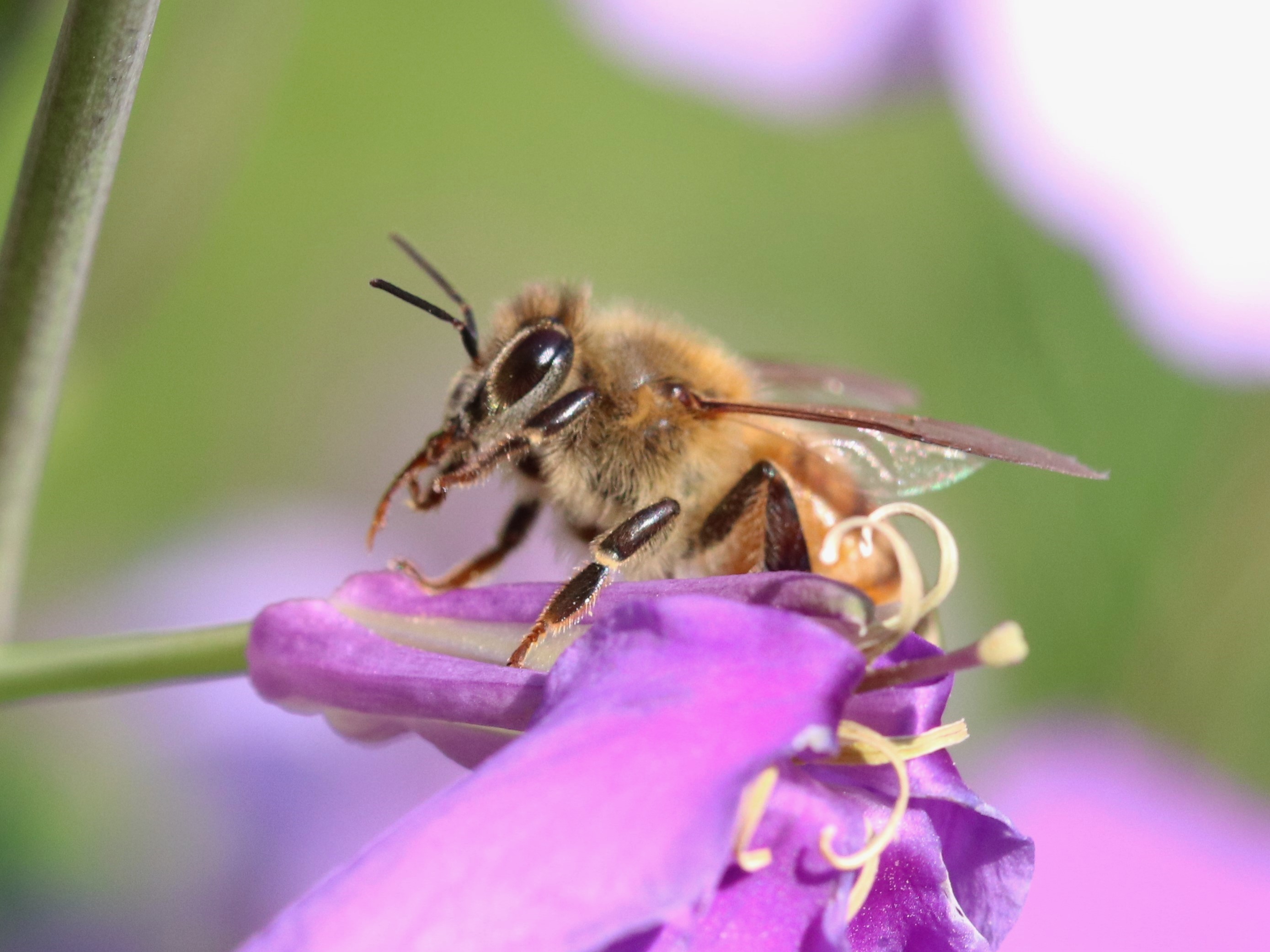 花とセイヨウミツバチ